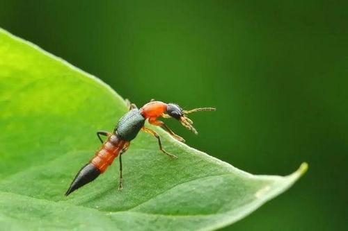 爆料虫子玩具视频教程完整版,视频教程完整版深度解析 第3张 爆料虫子玩具视频教程完整版,视频教程完整版深度解析 第3张